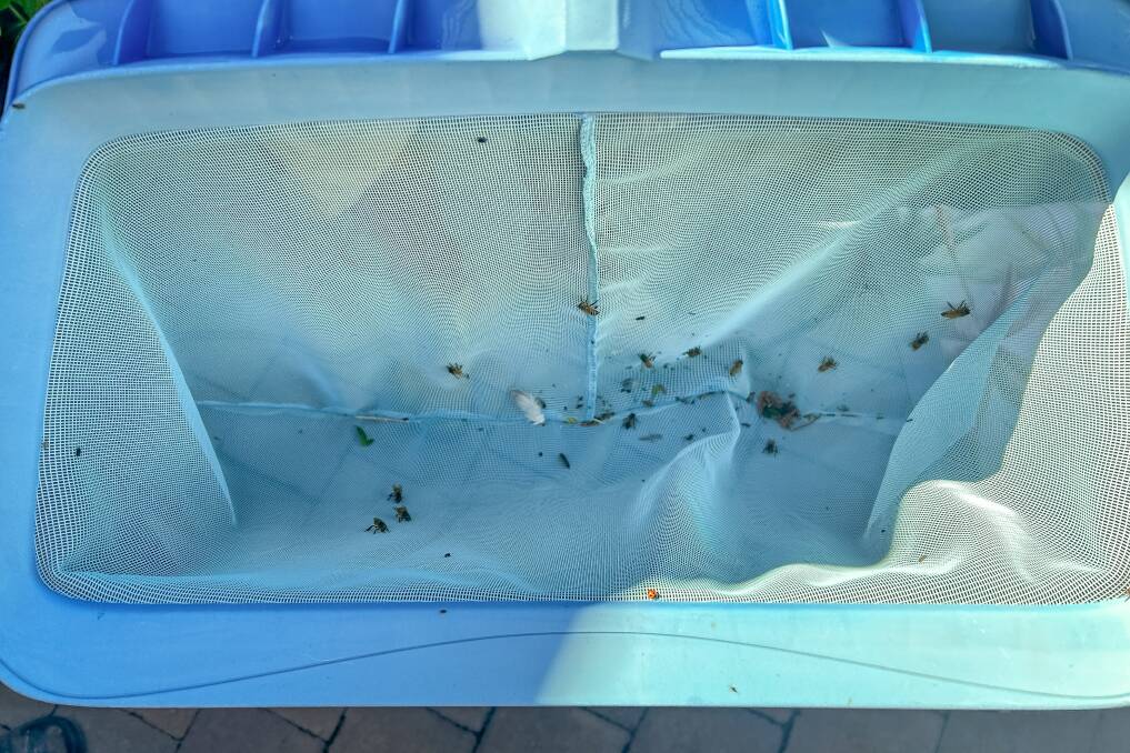 Bees collected from the Farquhar's pool. Picture: Hugh Bohane