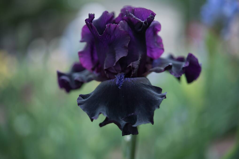 STUNNING: Iris Badlands, a bearded iris, has the typical three upright and three drooping petals or 'bearded' falls to guide insects.