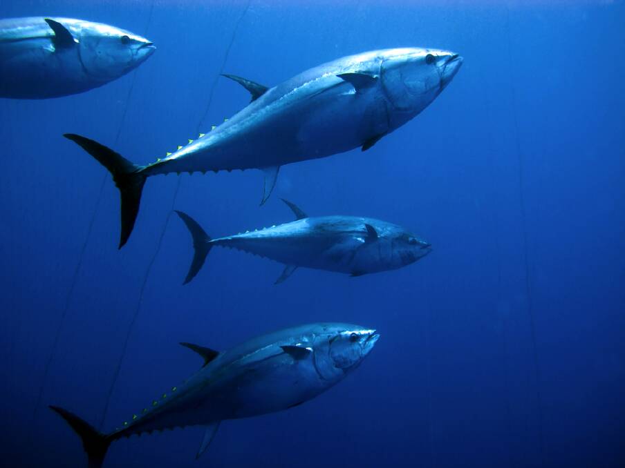 Bluefin bounty puts in briny appearance