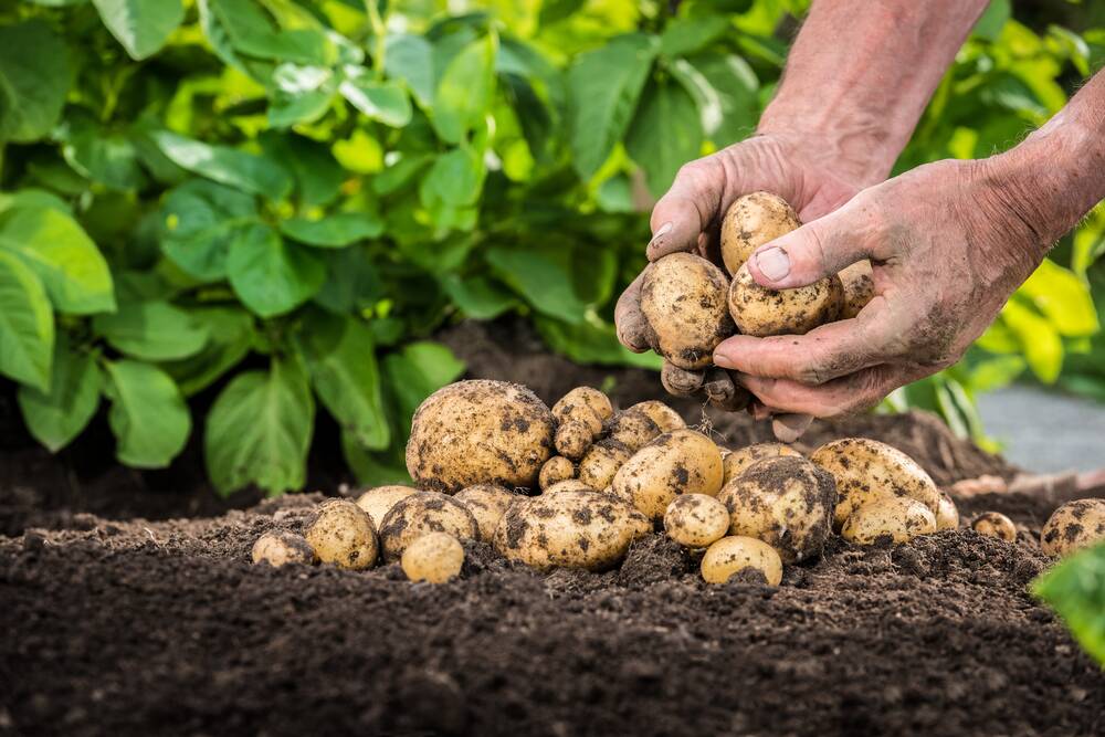 Choosing the right varieties of potato means you will never run out.