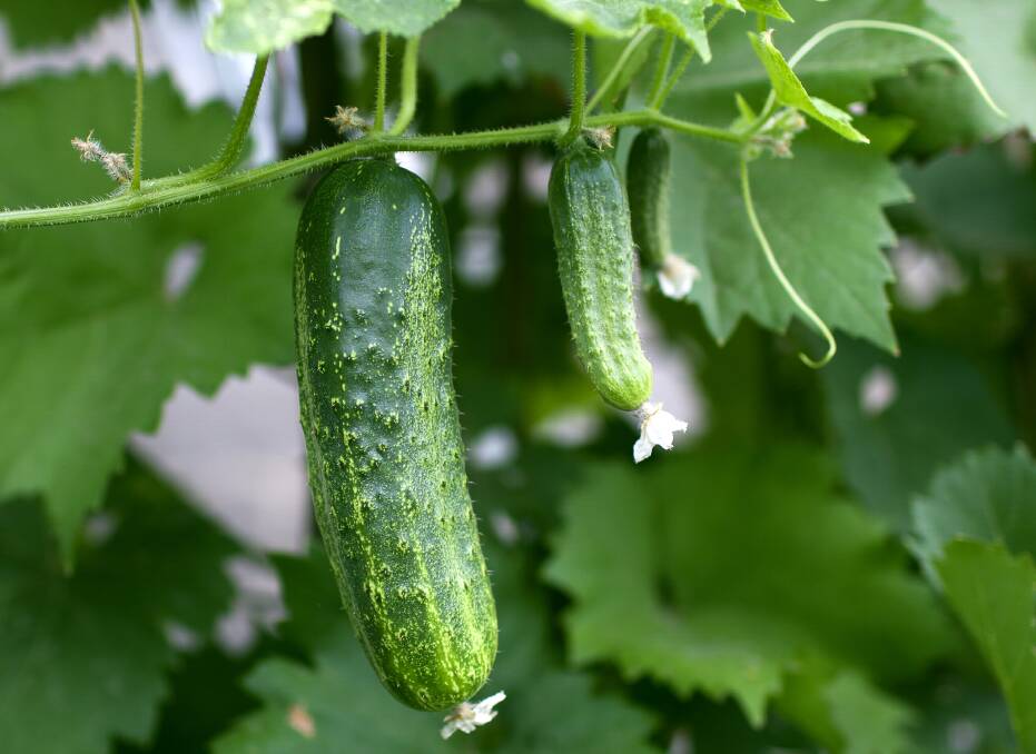 Cucumbers thrive in hot weather. They just need to be planted in rich, moist soil.