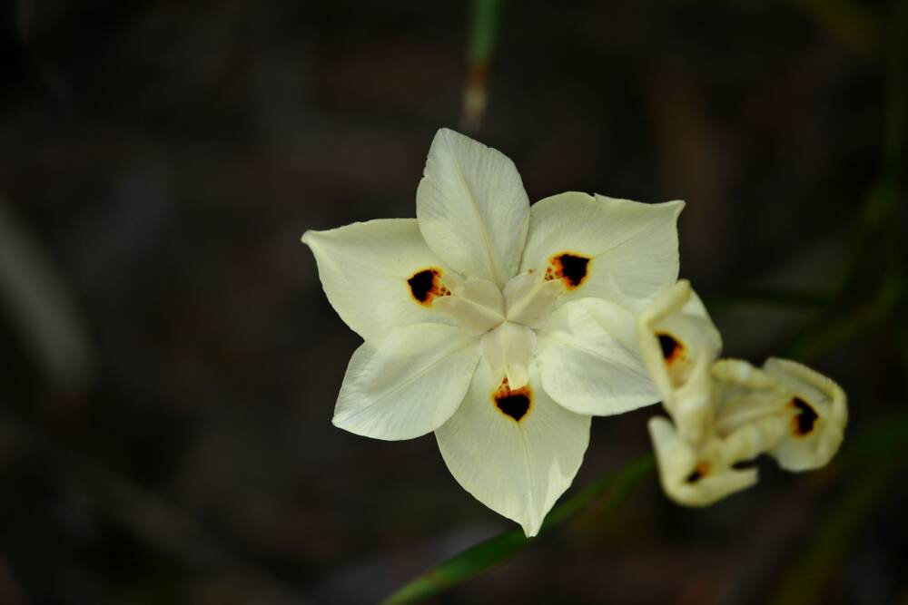 The Dietes bicolour or butterfly iris is a hardy plant suited to frosty coastal areas.
