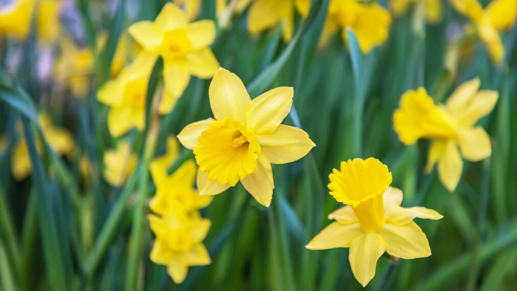 If daffodils fail to flower, they may need replanting.