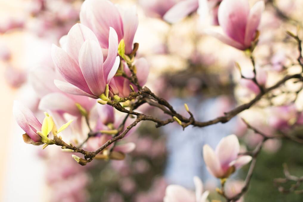 Gorgeous magnolias are now available in smaller varieties so you can enjoy them in any garden.