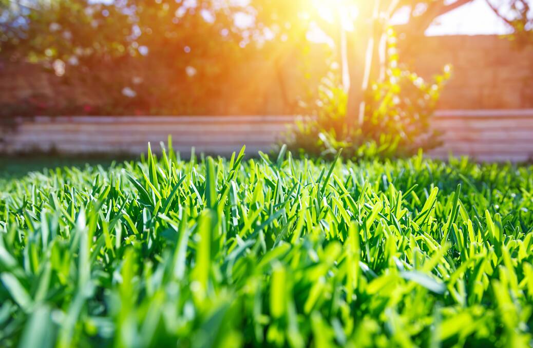 Top dressing provides the perfect chance to repair any bare patches on the lawn.