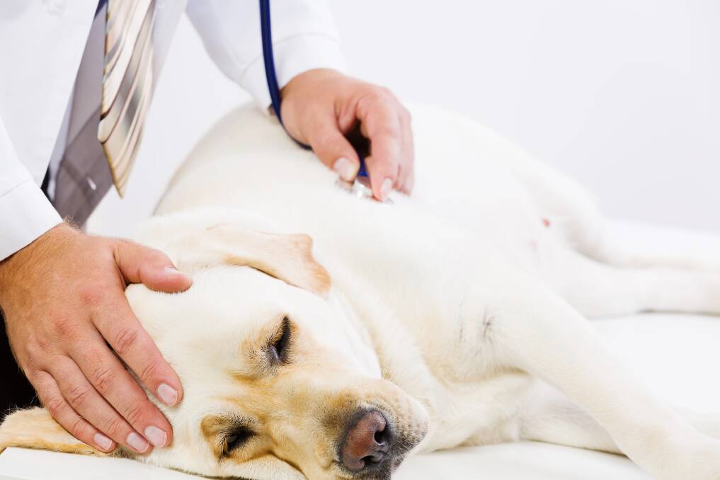 FIRST CONTACT: When it comes to the health of your pet, your first port of call should always be your vet.