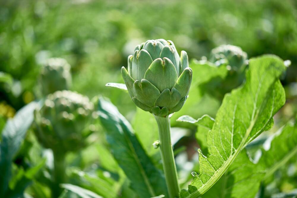 The globe artichoke is a perennial that will crop for years.