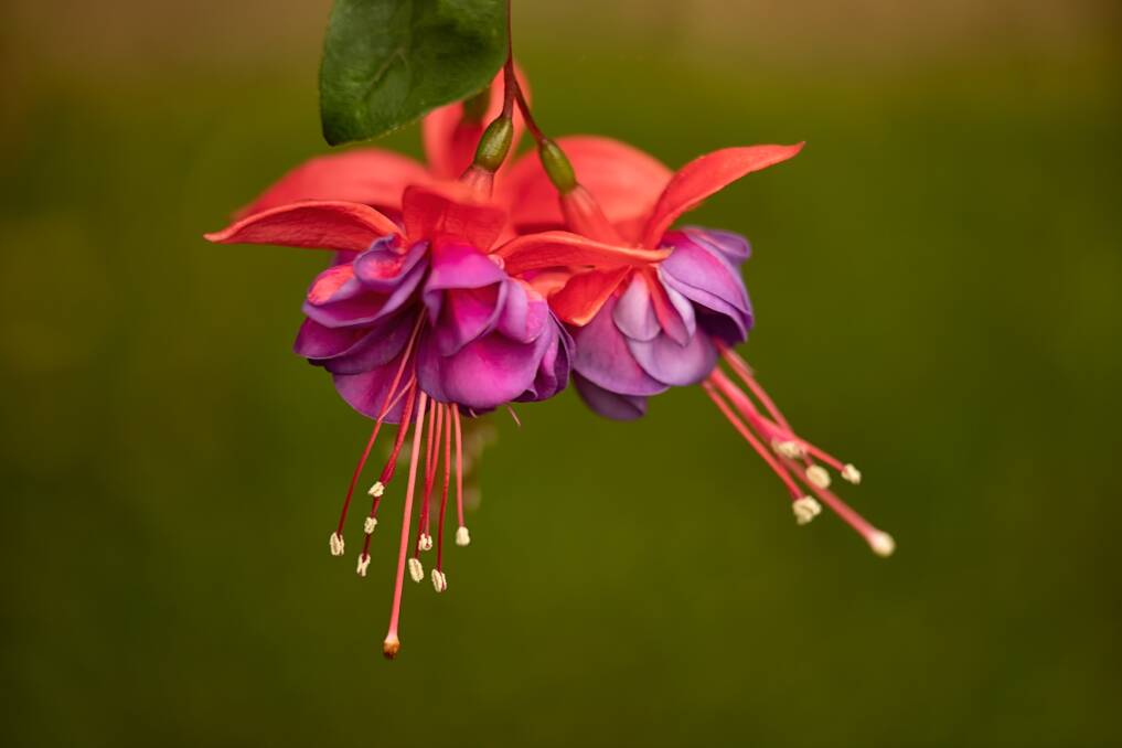 Fuchsia Dark Eyes is an excellent choice to cultivate as a standard.
