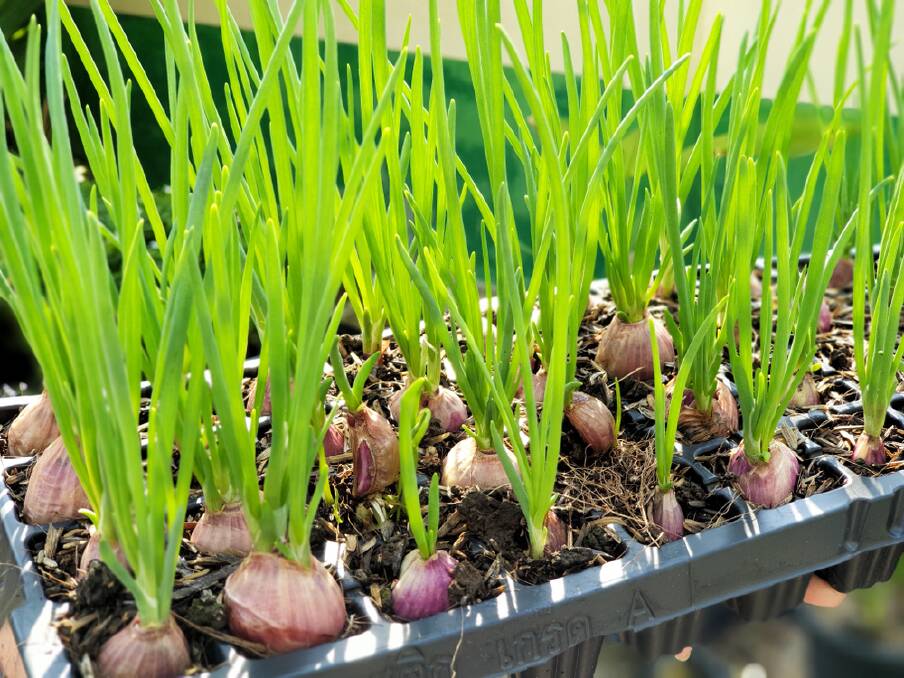 Shallots like a sunny position with an almost-neutral soil. 