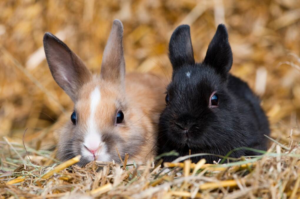 AWARE: Rabbits mask their illness so you need to know the signs.
