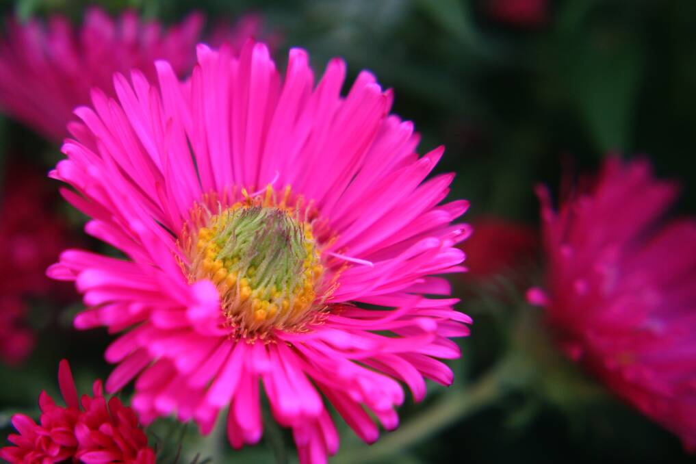 The asters' Symphyotrichum novae-angliae cultivars are easy to grow.