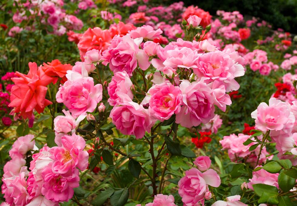 Roses will grow in almost any soil enriched with organic matter like compost.