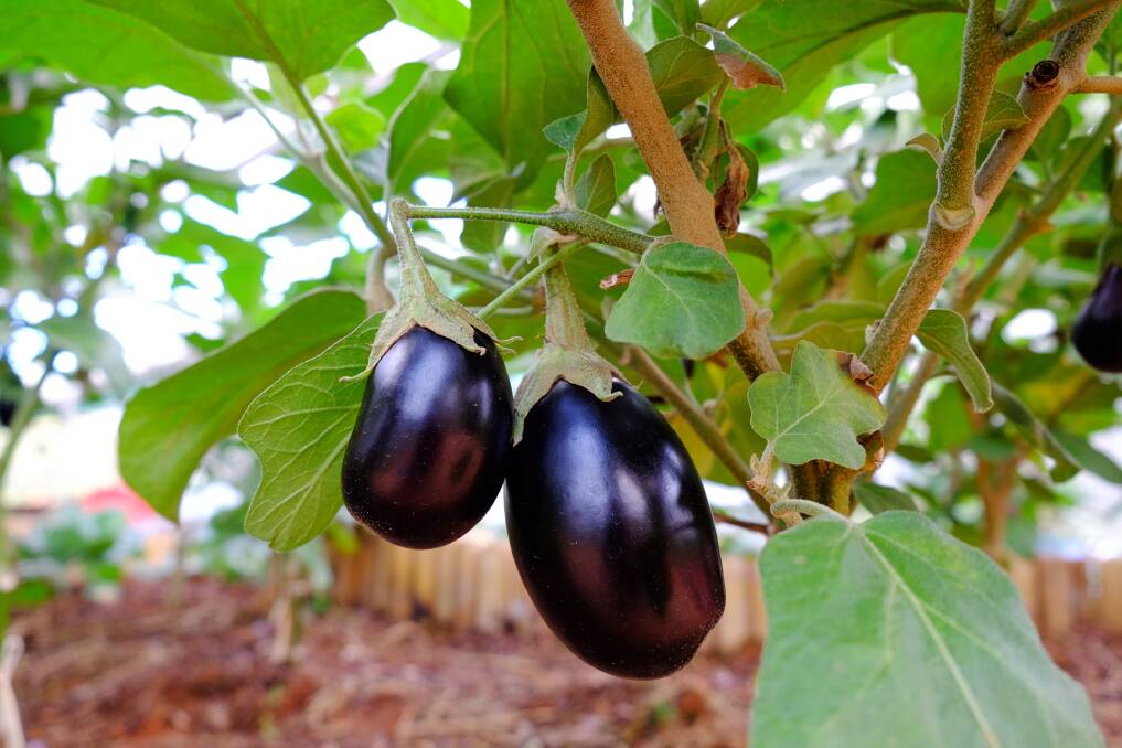 PLANTING TIME: November is the perfect time to get vegetables like egg plant in to make the most of the warming weather.