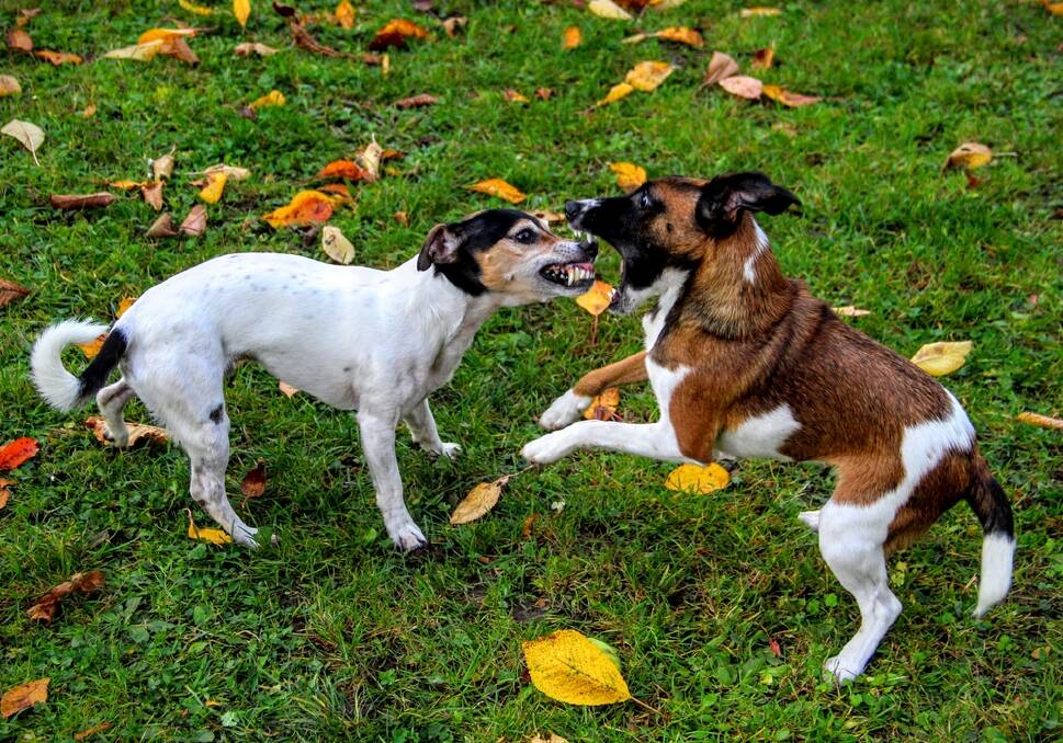 CANINE CONFLICT: When dogs mix there is always a risk of a confrontation but there are steps you can take to help minimise the risk of a full-blown fight.