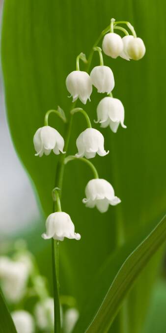 LOVELY LILY: The delicate and fragrant lily-of-the-valley is ideal for the Tasmanian climate and thrives in places unsuited to other plants.