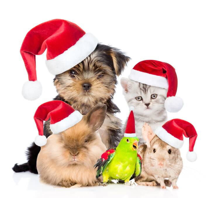 PET-FRIENDLY FESTIVITIES: Christmas can be fun for the whole family.