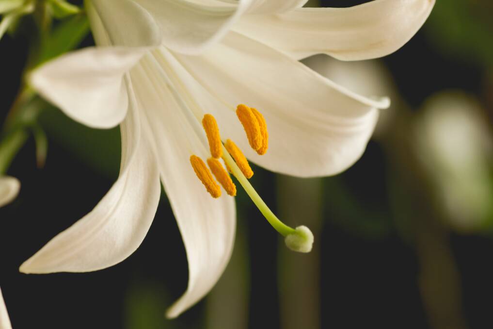  Lilium candidum or the Madonna lily is as popular as ever.