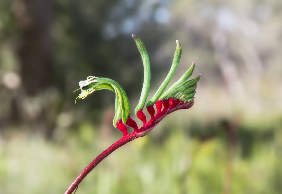Kangaroo paws thrive in full sun and birds just love their intricate, nectar-laden flowers.