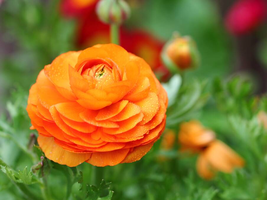 SIMPLY STUNNING: The huge variety of shapes and colours make ranunculus the perfect planting for borders or drifts