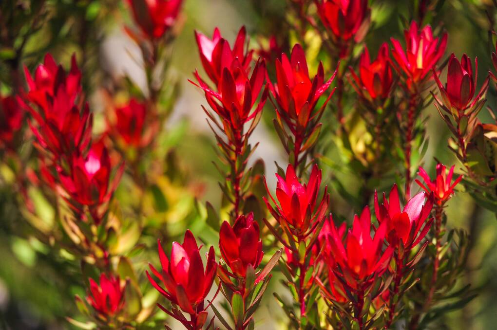 Leucadendron salignum or the Devils Bush will add vivid colour to a garden.