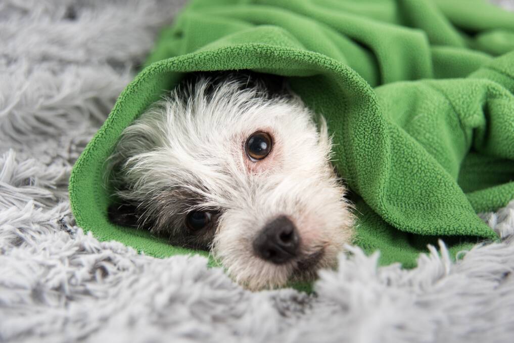 COLD COMFORT: Kennel cough causes dogs a great deal of discomfort.