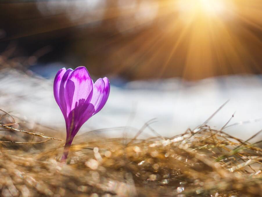 The crocus needs a cold winter to flower but the first rays of spring sun will bring it out of the soil and the snow.