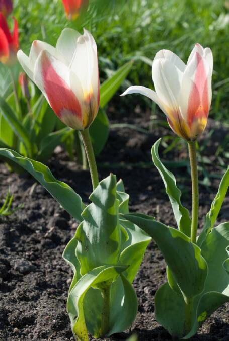 Tulipa kaufmanniana, the water lily tulip, hails from Uzbekistan.