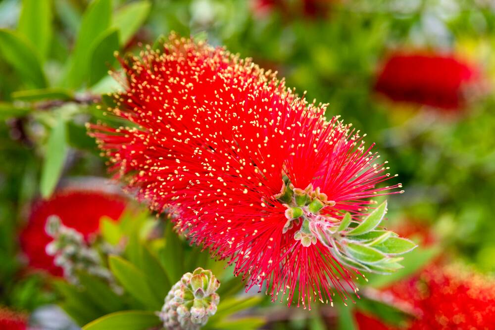 Callistemons or bottle brushes are a natural favourite for gardeners.