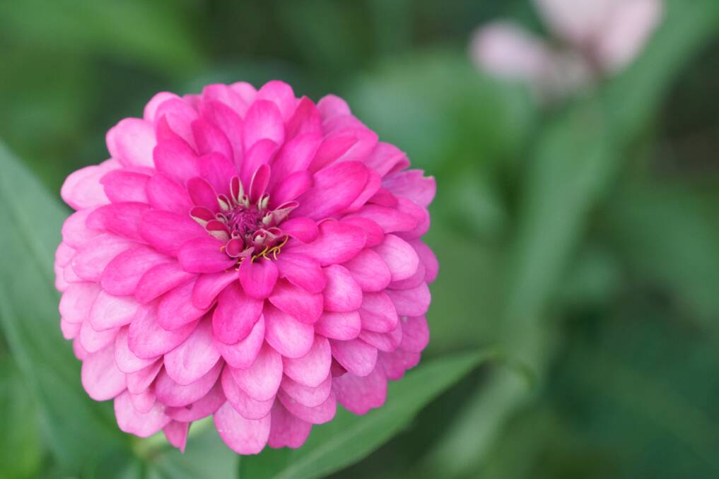 A member of the daisy family, zinnias thrive at the hottest time of year.