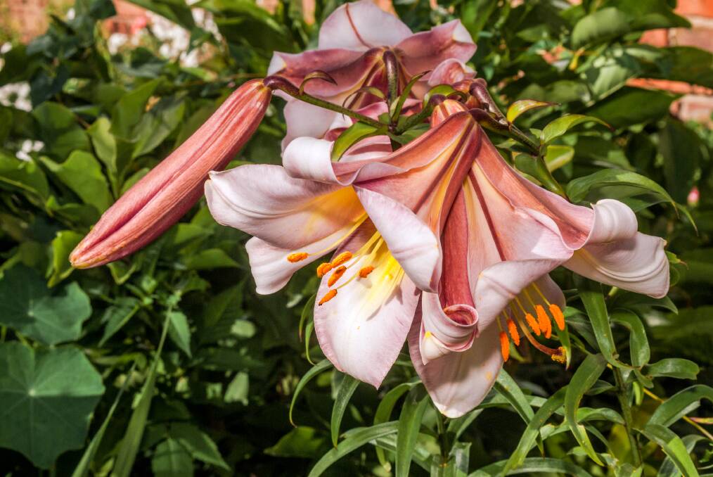 BLUSHING BEAUTY: Lililum regale is one of the most spectacular trumpet liliums, growing to more than a metre in height.