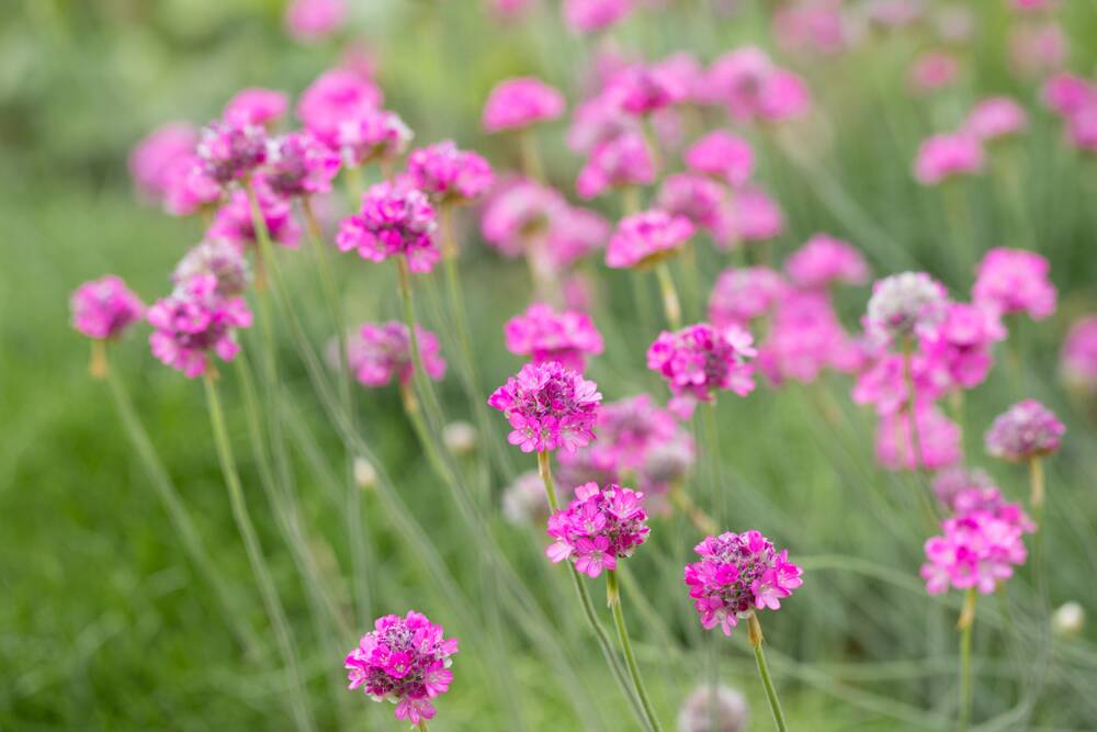 Armeria or thrift is a low-growing gorgeous cottage plant. 