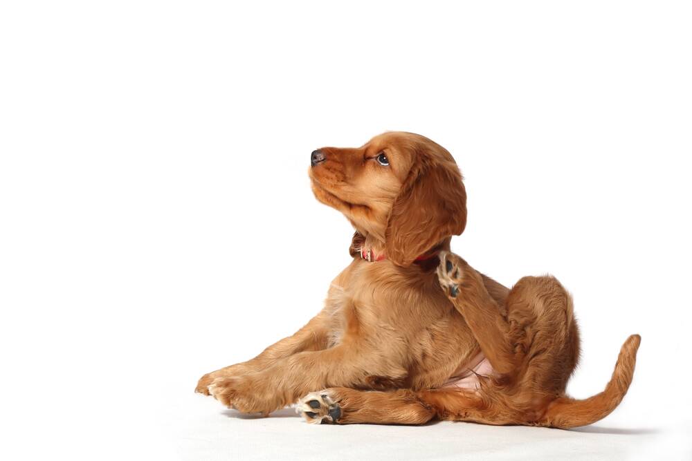 SCRATCH THAT: Persistent itching in pets can be caused by a range of factors, but the most common cause of itchy skin is atopic dermatitis.