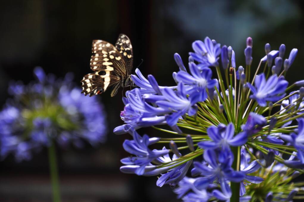RESILIENT: The agapanthus is one of the hardiest plants when it comes to withstanding the extremes of summer heat.