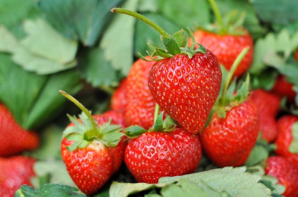 Now is the time to separate out those new strawberry plants and create a second bed. 