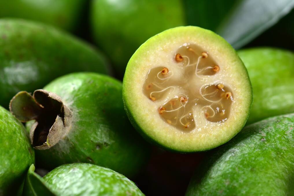 The fruit of the feijoa is a delicious, but acquired, taste.