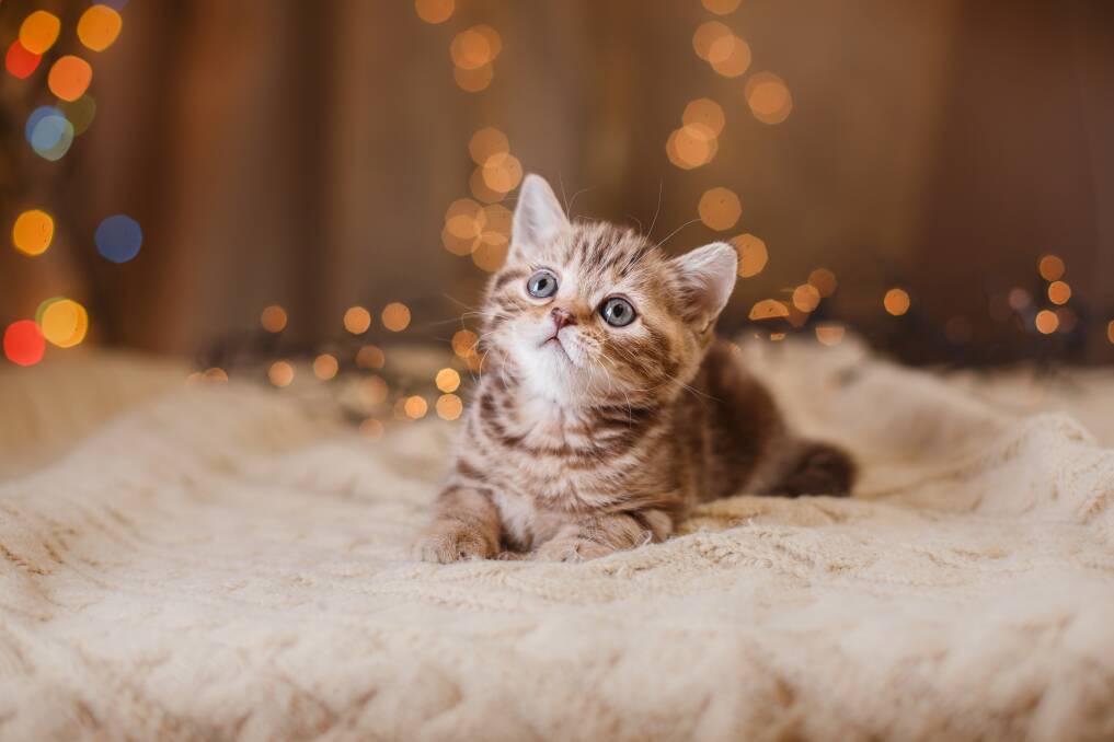 FELINE FUN: A new arrival of the kitten variety brings with them the promise of fresh energy, excitement and playfulness, guaranteed to lift the spirits. Picture: Shutterstock 