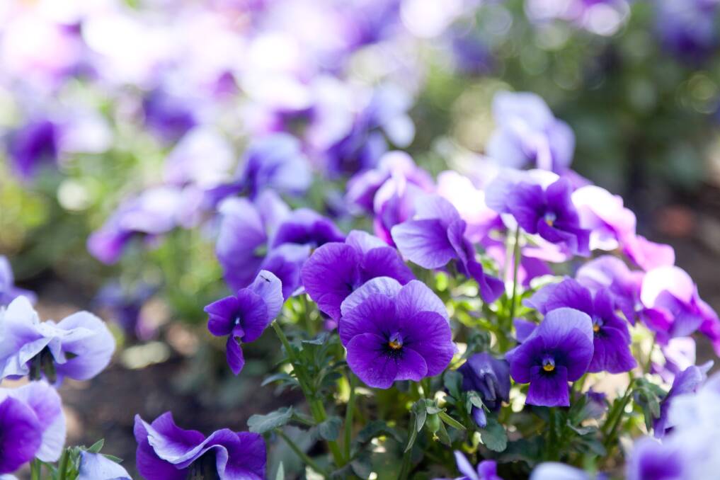 Sweet violets are easily grown and available in a wide range of varieties.