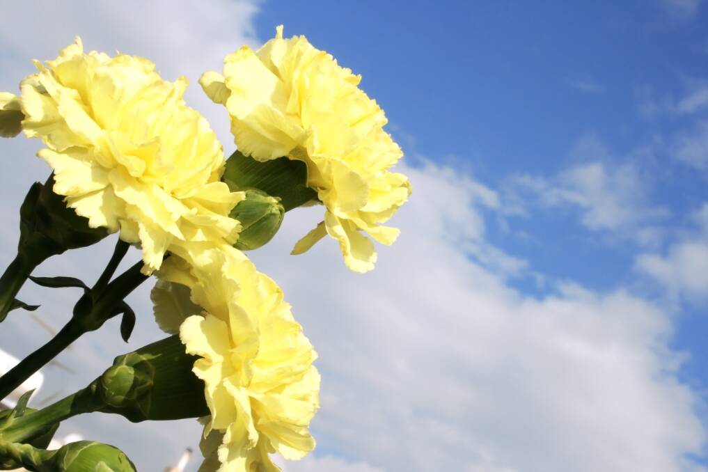 Yellow carnations conveyed 'Not interested' loud and clear.