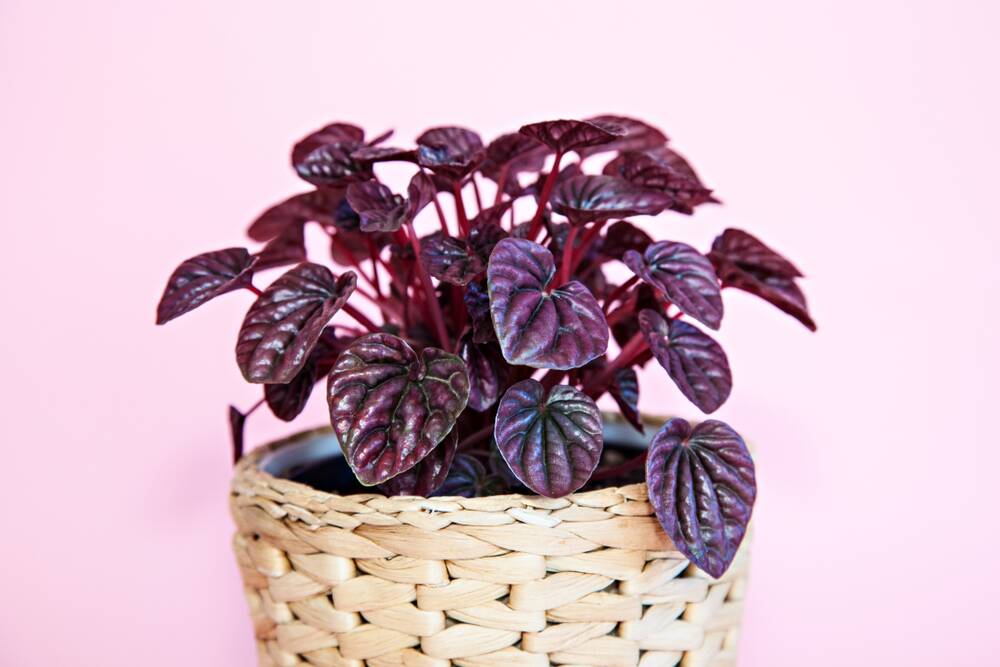A red cultivar of the popular Peperomia caperata with telltale corrugated leaves.