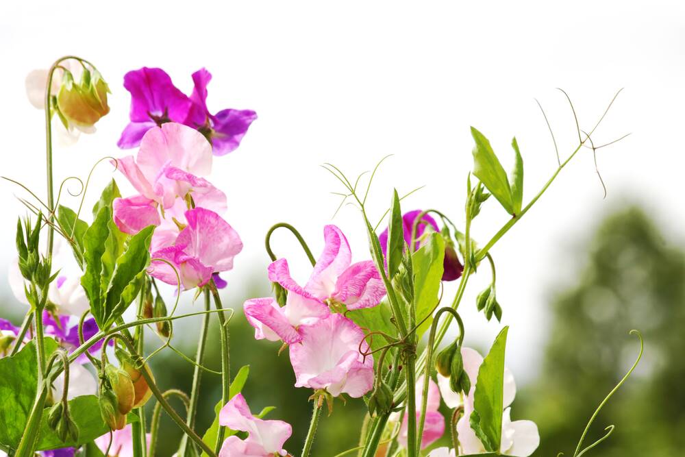 Pick sweet peas when flowers are open as no more will open once in water.