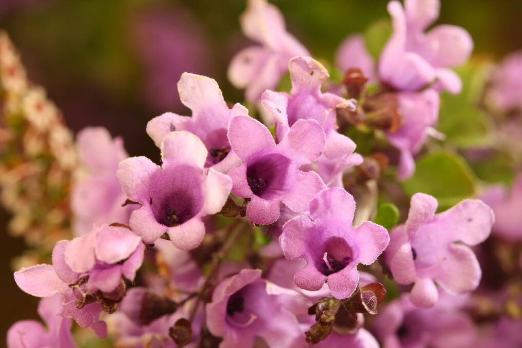 NATURAL BEAUTY: Prostanthera rotundifolia is just one of the native Australian mint bushes prized for their blooms and fragrance.