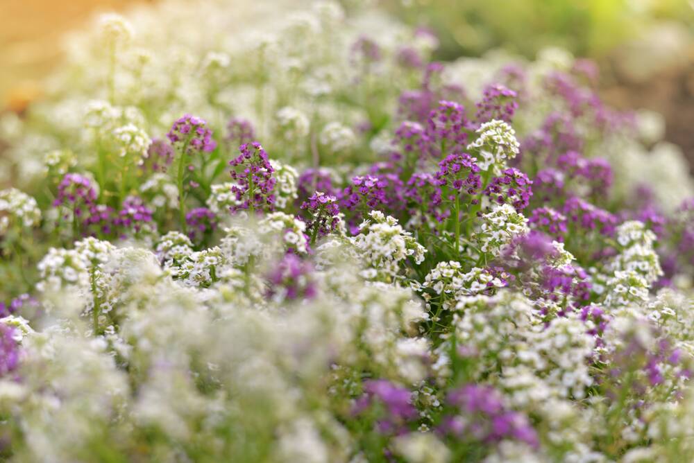A member of the mustard family, alyssum is a perfect groundcover.