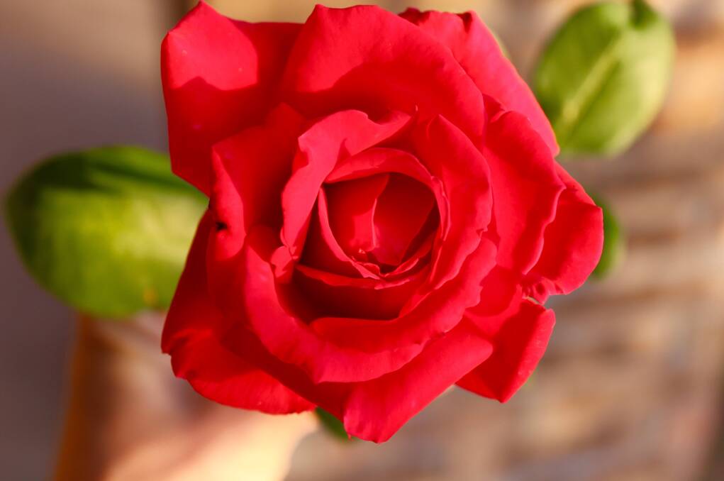 The vivid Rosa Christian Dior is the best of the red roses and one for romantics.