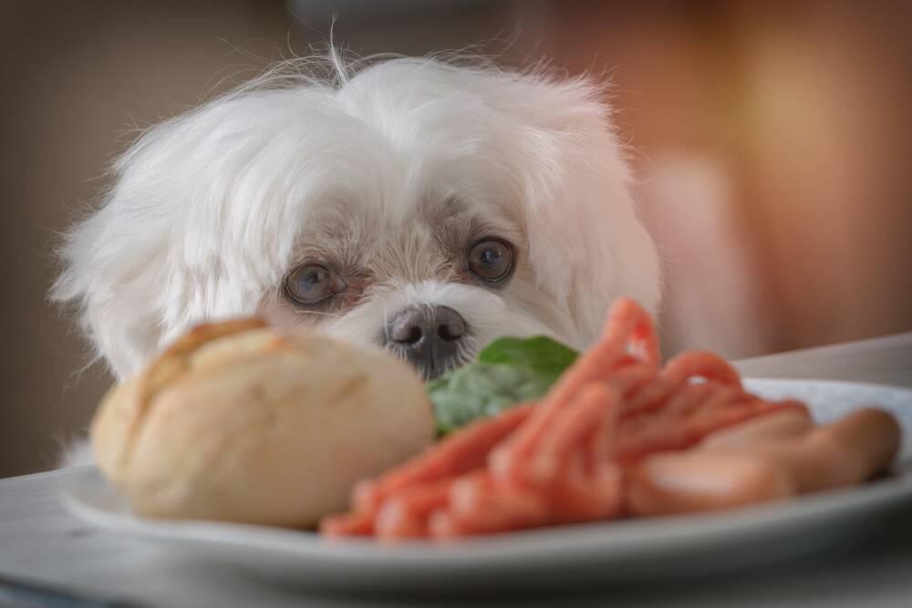 PUPPY EYES: Ignoring those pleading looks can be much more beneficial for your pet's health.