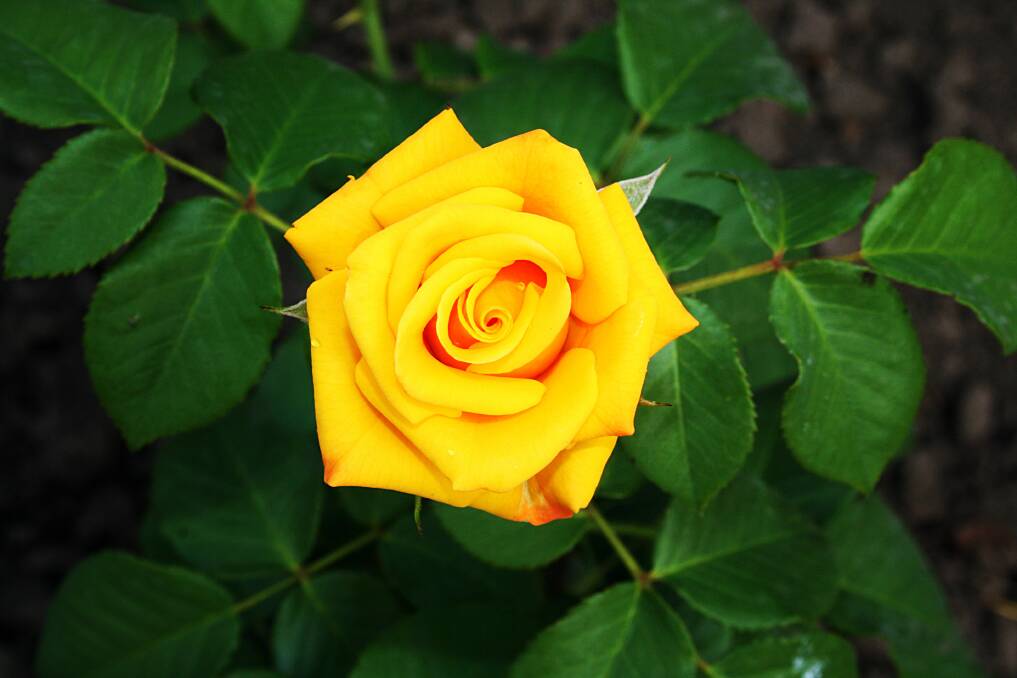 After a late winter prune roses can benefit from spraying with a white oil and copper combination.
