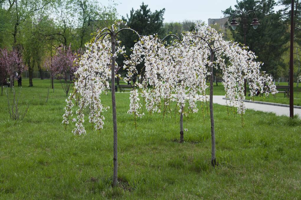 Plants with a pendulous habit bring a graceful beauty to any garden and many are extremely decorative as well.