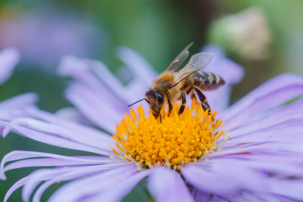 Michaelmas daisies, synonymous with Easter, attract pollinating bees and butterflies. Pictures: Shutterstock
