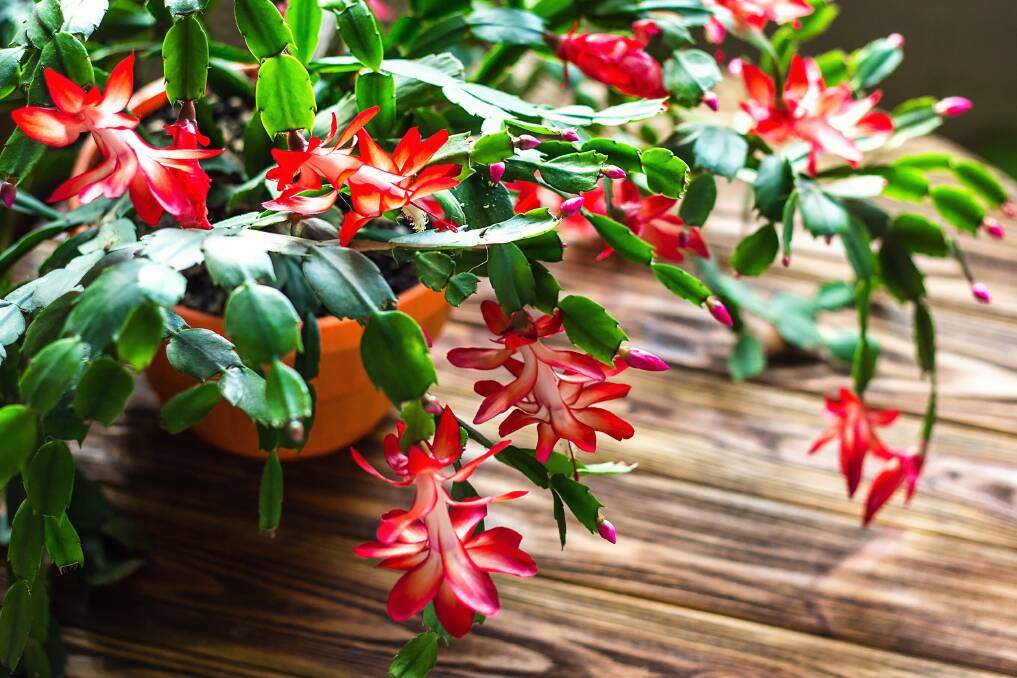 REWARDING: The zygocactus, Christmas or claw cactus offers years of enjoyment and stunning beauty with minimal effort.