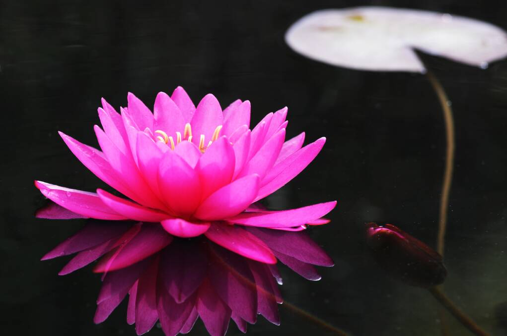 When dividing and repotting water lilies, ensure each section has a growing point or bud.