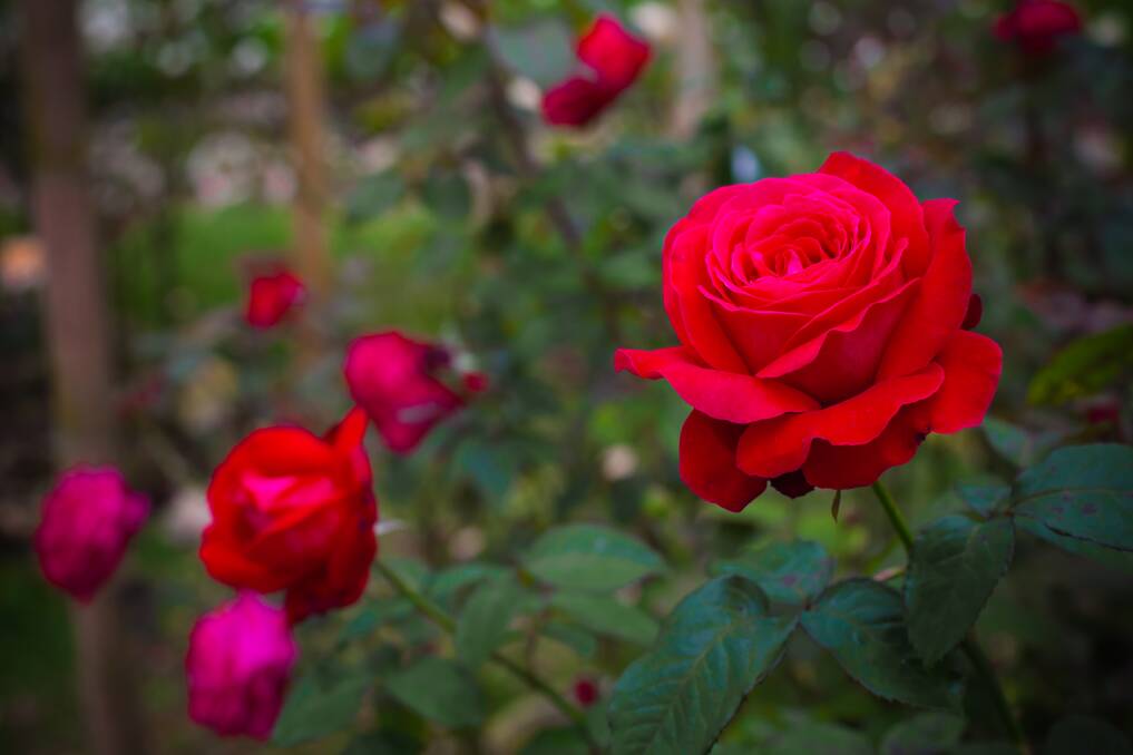 Roses need a well-drained, sunny position, free from draughts to thrive.